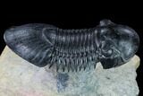 Paralejurus Trilobite Fossil - Flying Preparation #169668-5